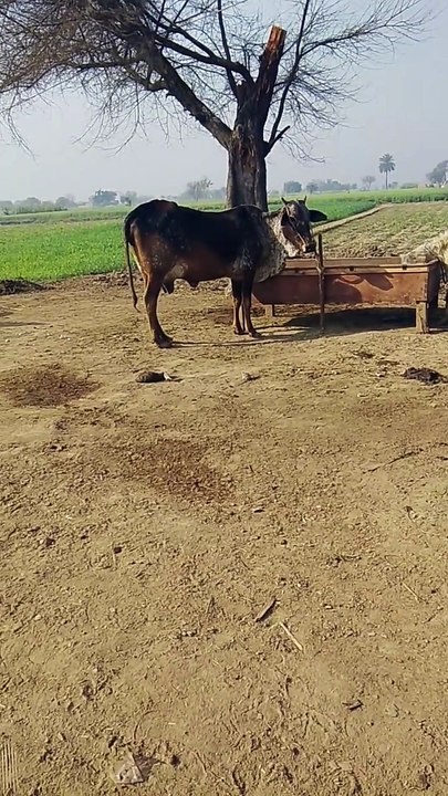 Milk Cow