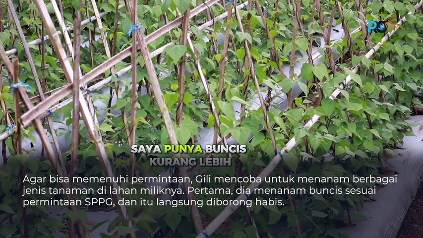 Petani NTT Bersyukur, 3.000 Pohon Buncis Terserap Semua Berkat MBG