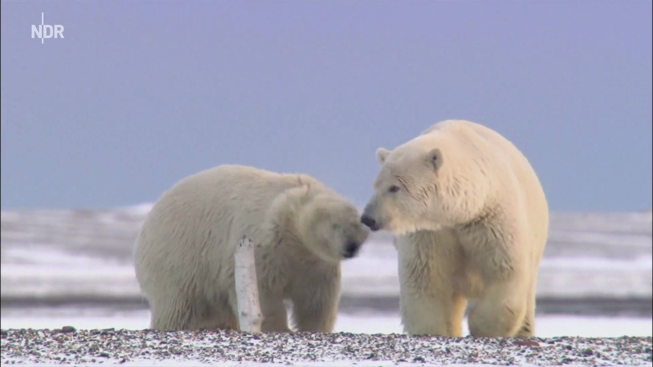 Alaskas Bären - Wanderer der Arktis: Erlebnis Erde