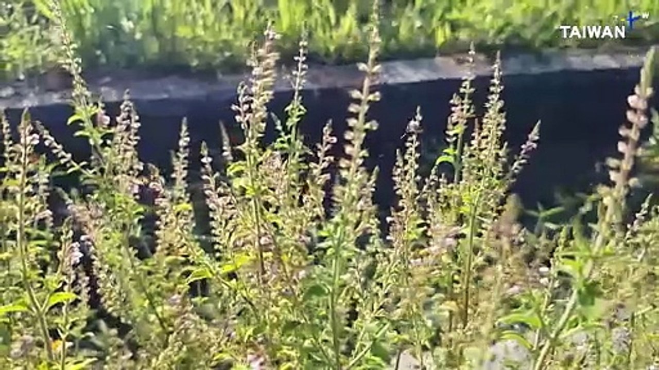 Reviving Guangfu Township's Native Plant