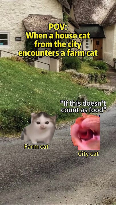 When a house cat from the city encounters a farm 🐈 🐈 ⬛