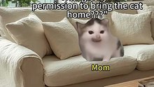 My mom and the cat her didn’t want 🐱