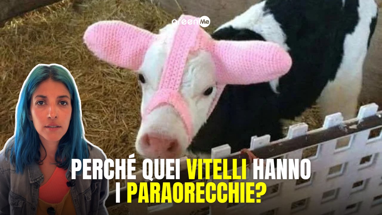 Perché quei vitelli hanno i paraorecchie