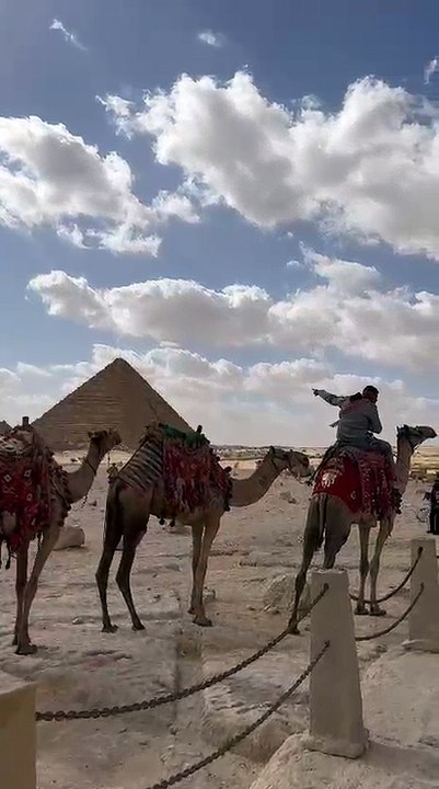 CAMELLOS EN EGIPTO