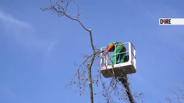Il video del taglio degli alberi a Bologna e la protesta del comitato contrario al Museo dei bambini: «Comune contro il verde pubblico»