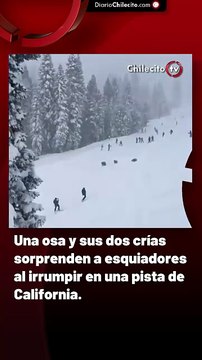 Una osa y sus dos crías sorprenden a esquiadores al irrumpir en una pista de California