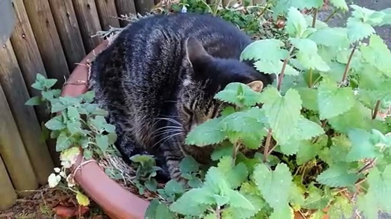 Gandalf der Graue (Tiger)