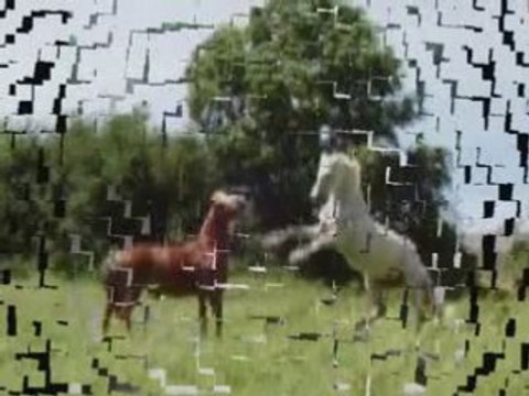 Batailel d'etalon de Joyau et Balta et nouveaux cheval IDEM