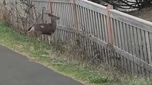 One Deer Leads The Way While Another Follows With Confidence