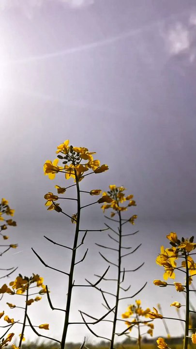 🌿 Surah Al-Hashr (59:8) — سورة الحشر ✨🤲 The Honor of the Muhājirīn 💚🌙 #LOVE #Quran #viral #shorts #trending #youtubeshorts #fyp #short #SurahAlHashr #Muhajireen #Ikhlas #IslamicReminder