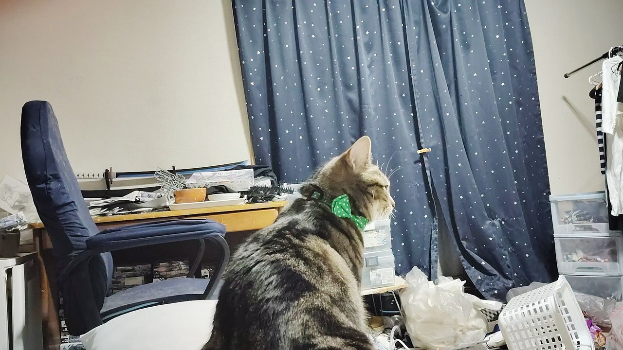 飼い主の太ももの上でぼーっとするココア