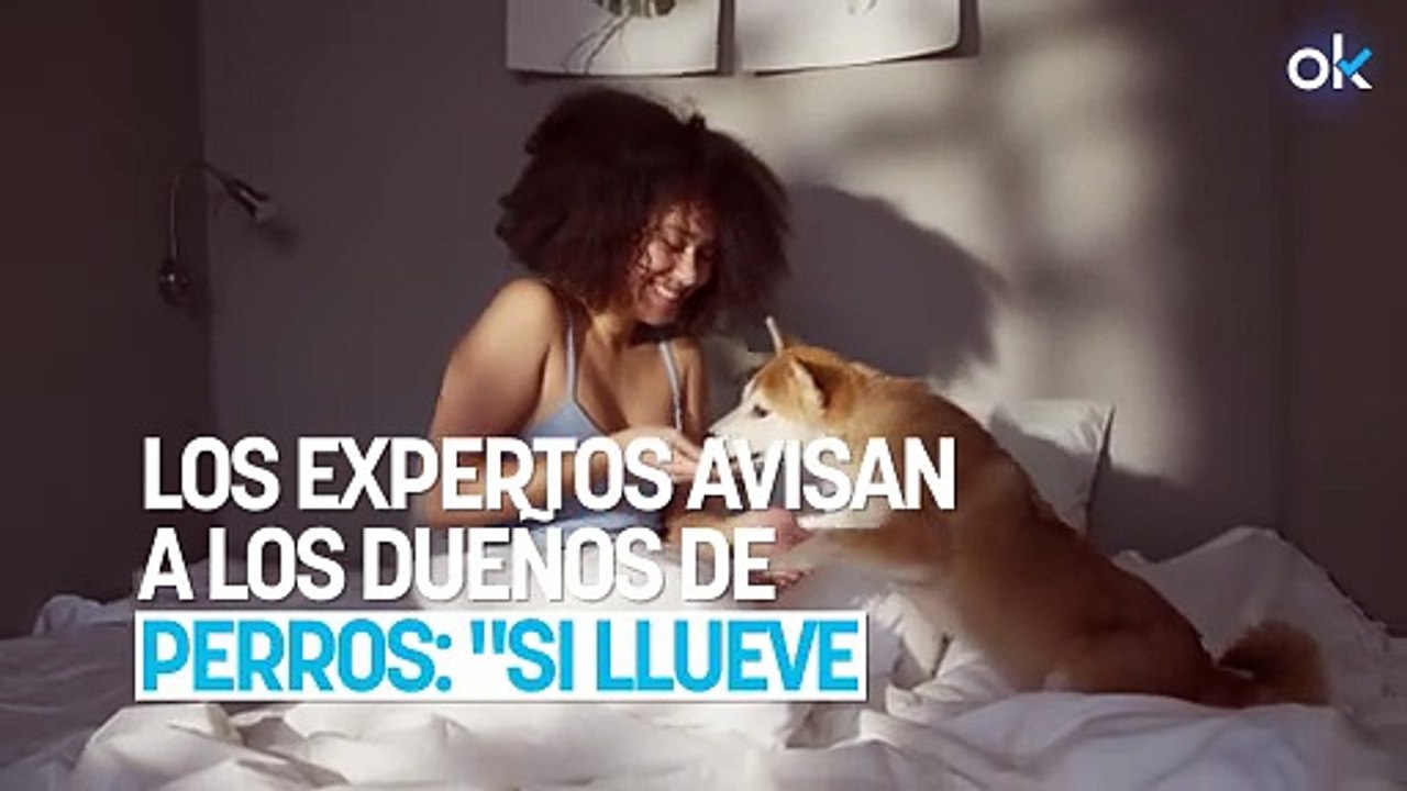 Los expertos avisan a los dueños de perros: "Si llueve mucho, hay que buscar alternativas dentro de casa"