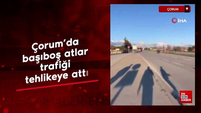 Çorum’da başıboş atlar trafiği tehlikeye attı