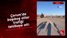 Çorum’da başıboş atlar trafiği tehlikeye attı