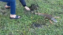 Boy Saves Cold-Stunned Iguana—Moves It Into the Sun ☀️🦎|| Heartsome 💖