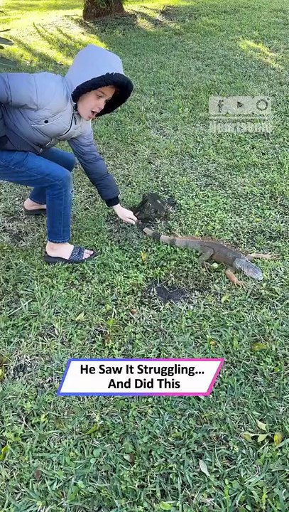Boy Saves Cold-Stunned Iguana—Moves It Into the Sun ☀️🦎|| Heartsome 💖
