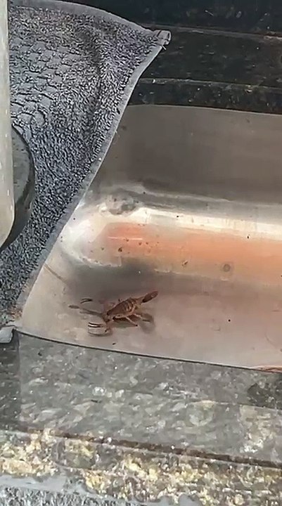 Morador de Umuarama captura vários escorpiões em casa e teme pela segurança do filho