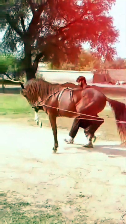 Horse🐎 Dance