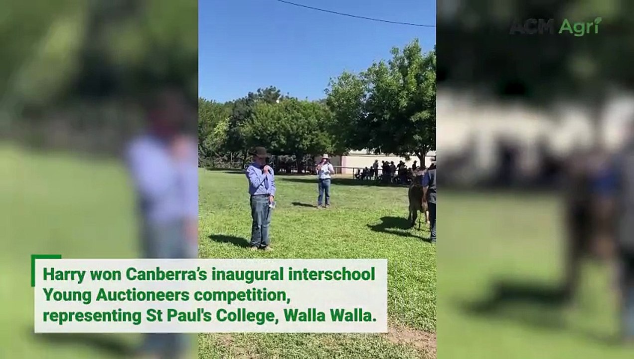 Grand champion junior auctioneer sells charity steer at Canberra Show