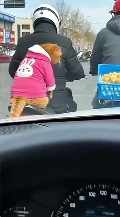 Angry Cat 🤣🤣