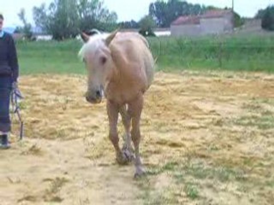 Dans la carriere