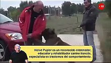Pastor Belga Malinois