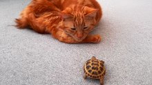 Cat Can't Believe When His Mom Brings A Tortoise Home