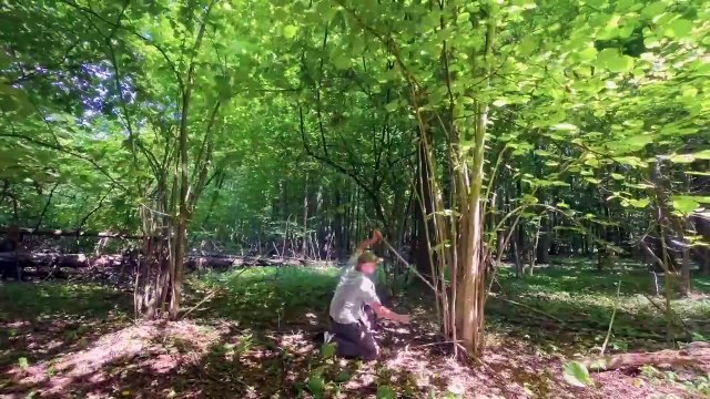 Construction d'une grande ruche sur un arbre. Abri de survie, Bushcraft