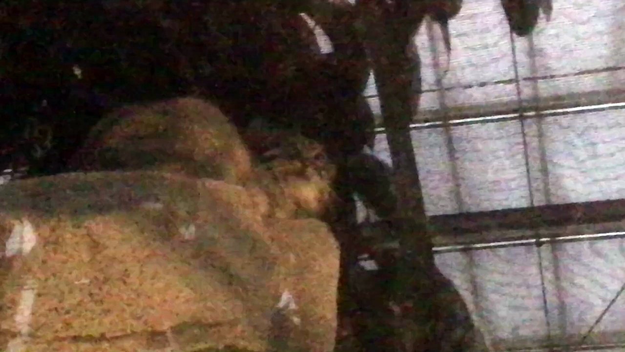 A Young Manul Mei Aims at Her Neighbor Red Pandas