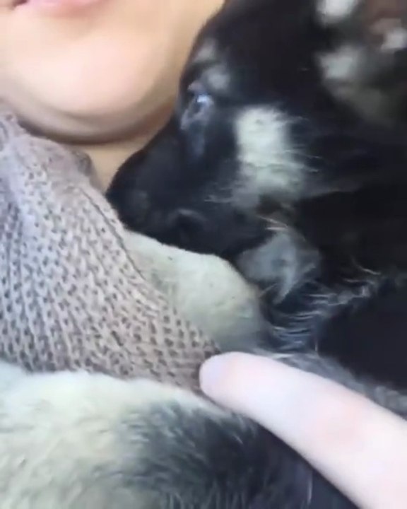 German Shepard Puppy Love ❤,This is Cute 😍😍German shepherd 😍😍Follow me please watch my vedio