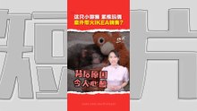 从被霸凌到被拥抱  日本小猕猴Punch变“动物明星”的逆袭故事！ 动物园挤爆 IKEA卖断货