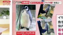 miomio 動画 - 羽鳥慎一モーニングショー   動画　2026年02月24日