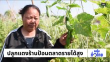 ปลูกแตงร้านป้อนตลาดรายได้สูง | เนชั่นทั่วไทย | 24 ก.พ. 69 | PART 2