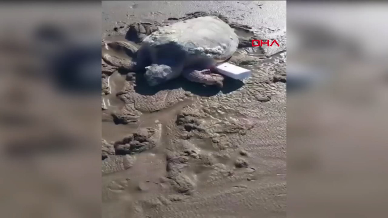 Çanakkale’de karaya vuran caretta caretta kurtarıldı