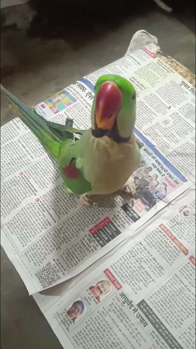 तोता ने होंठ से बज्या ढोलक // The parrot played the dholak with his lips