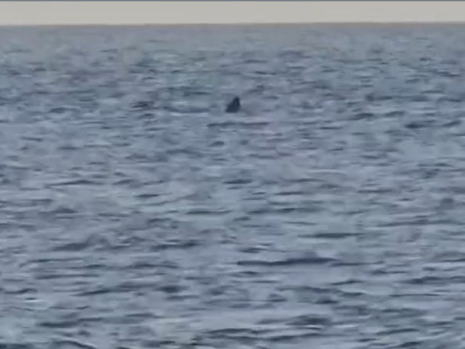 Gigant im Wasser! Riesenhai taucht vor Kroatiens Küste auf