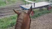 Jimini pas,trot,galop