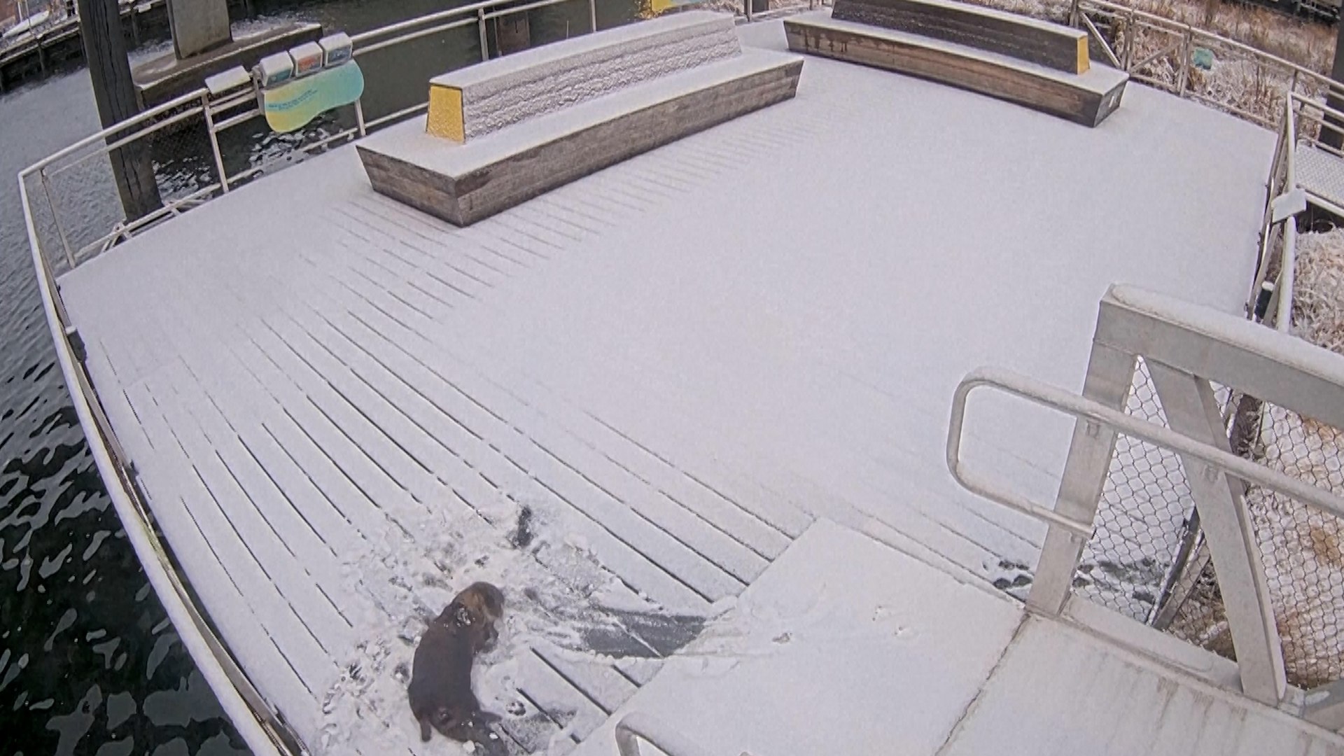 Mientras los residentes de Maryland enfrentaban las complicaciones habituales de una reciente nevada, un par de nutrias en el Acuario Nacional de Baltimore decidieron transformar el fr�o paisaje en su propio parque de juegos. Las c�maras de seguridad del acuario registraron la escena alrededor de las 7:00 a.m., mostrando a los animales disfrutando de un en�rgico "retozo matutino" sobre la nieve acumulada en la plataforma educativa del edificio.