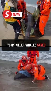 Taiwan coast guard saves seven pygmy killer whales from beach stranding