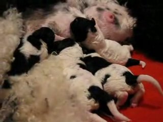 Chez Nath 1 juin 2008007 video