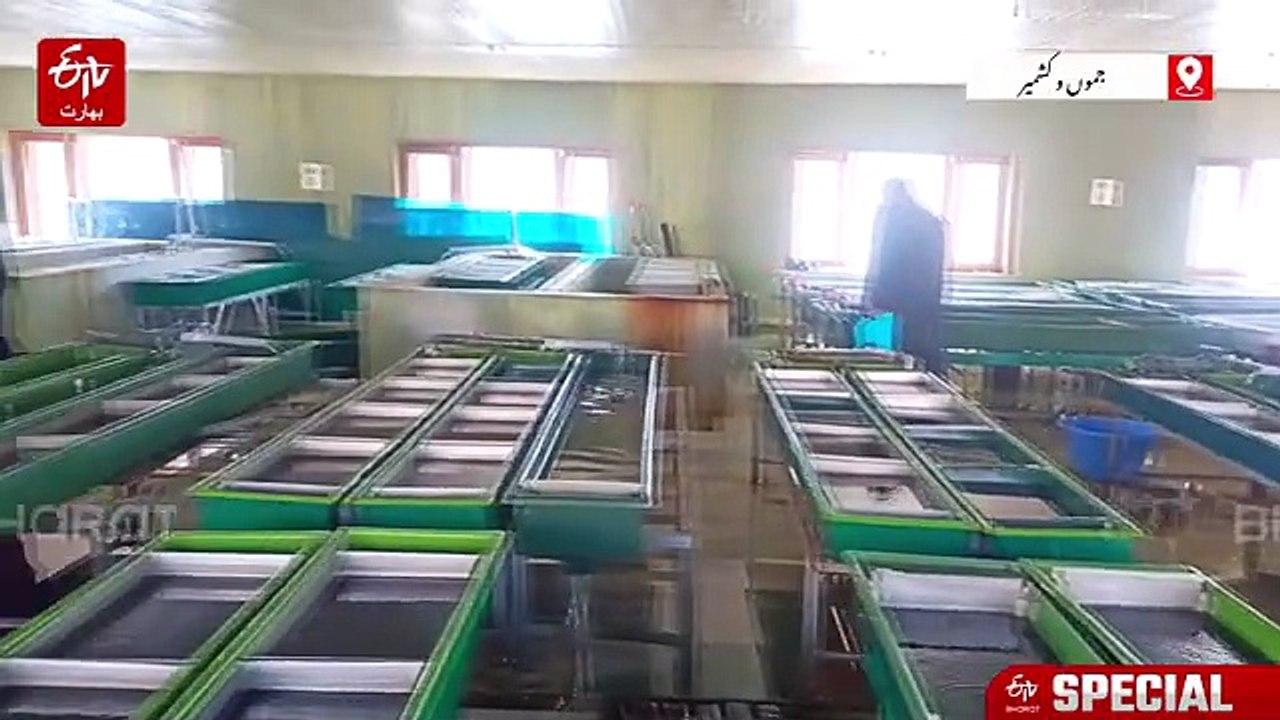 موسمی تبدیلیوں کے منفی اثرات سے وادی میں آبی حیات متاثر، کوکرناگ ٹراؤٹ فارم تاحال محفوظ
