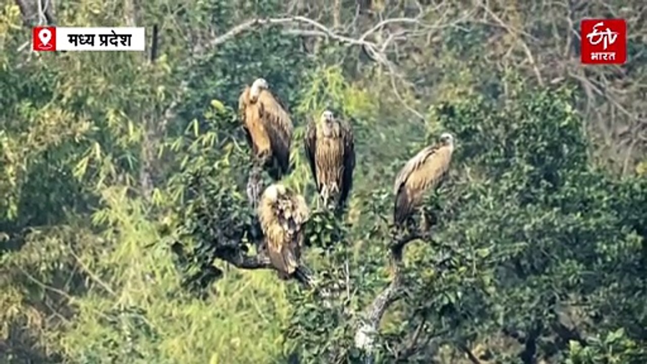मध्य प्रदेश के पन्ना के जंगलों में गिद्धों की गिनती पूरी, पिछले साल के मुकाबले 14% का इजाफा