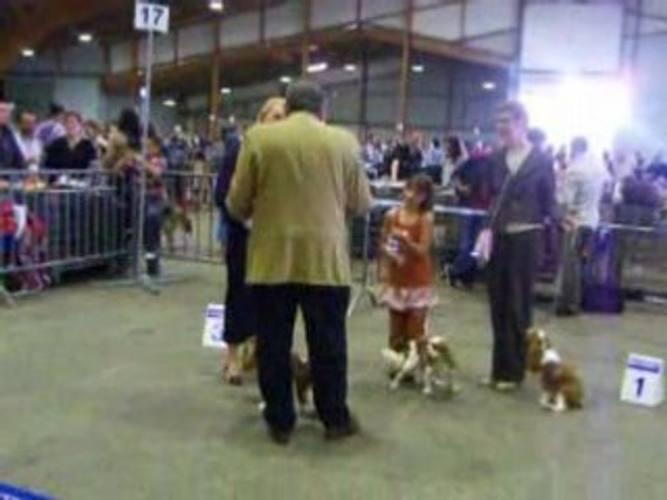 100_1555cavalier king charles chartres