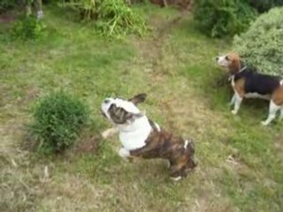 Aston 4moi et demi dans le jardin