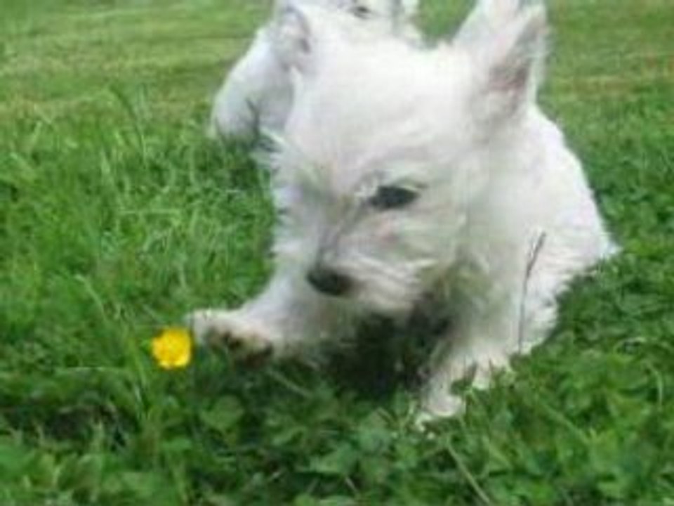 Chiots Westies