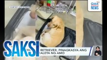 Labrador retriever, pinagkasya ang sarili sa maleta ng amo | Saksi