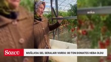 Muğla'da sel seraları vurdu, 80 ton domatesi heba oldu