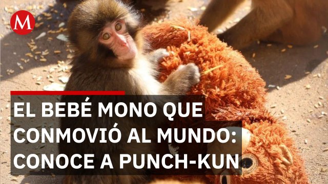 Punch: El bebé macaco que adoptó un peluche de Ikea tras ser abandonado