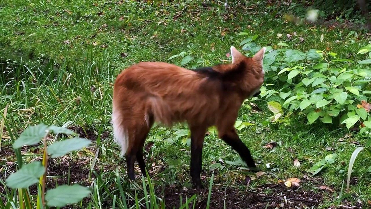 Documentaire - le renard