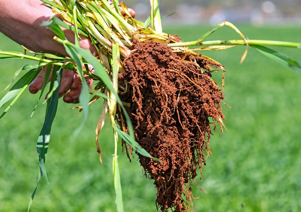 New price suggested for sale of Jamestown cropping farm.